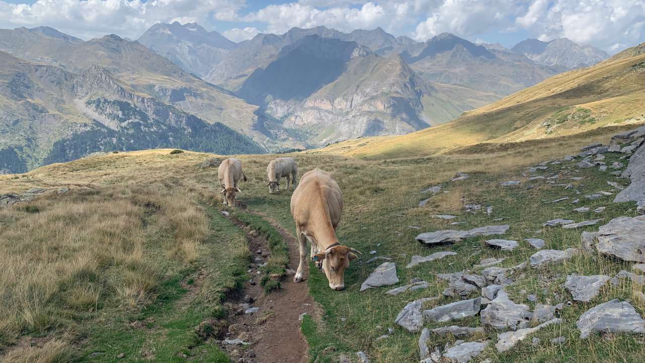 Miniature du contenu