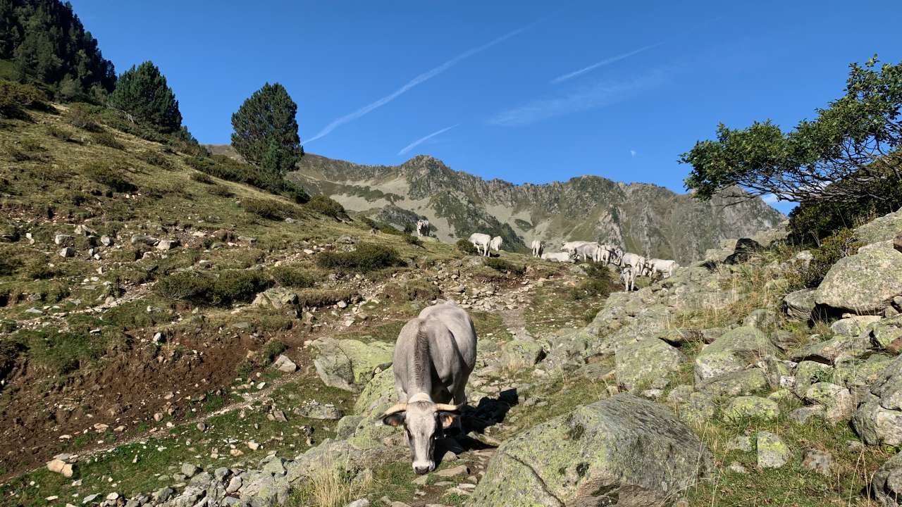 Miniature du contenu