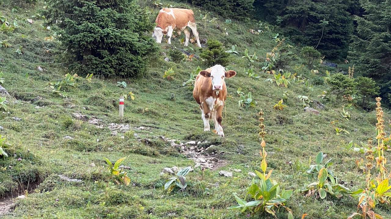 Miniature du contenu