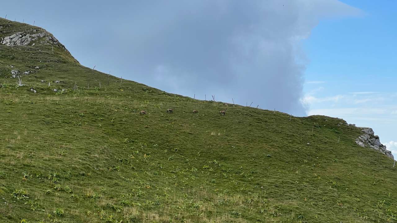 Miniature du contenu